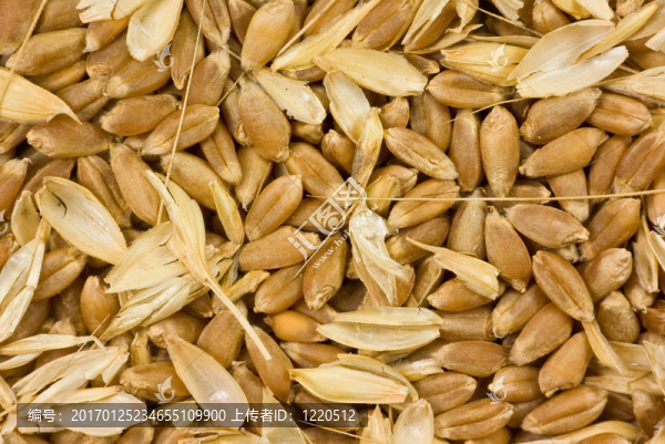 不淘大麥-匯圖網(wǎng) www.fosd68.com 不淘大麥