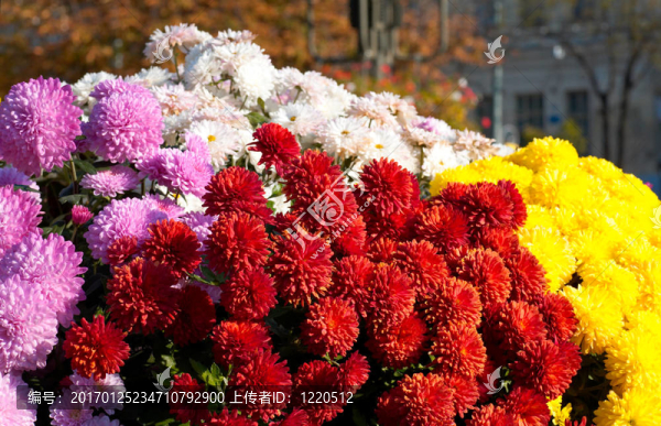 城市的花朵