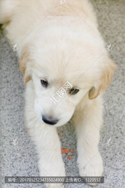 小狗的金毛獵犬