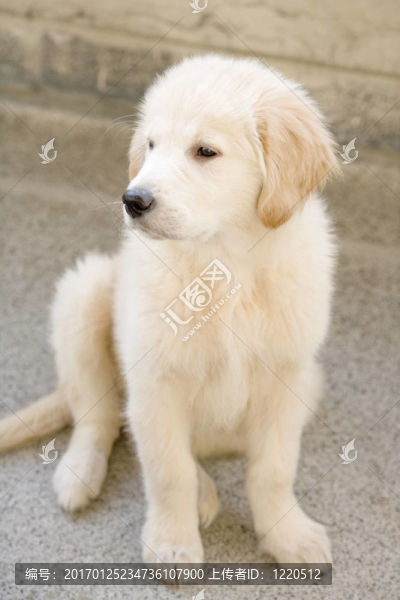 小狗的金毛獵犬