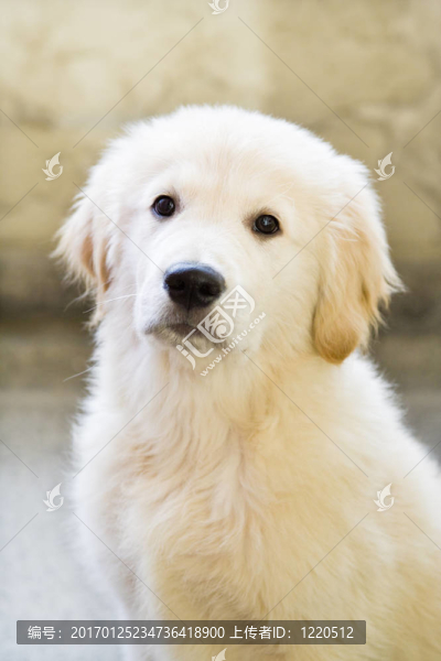 小狗的金毛獵犬