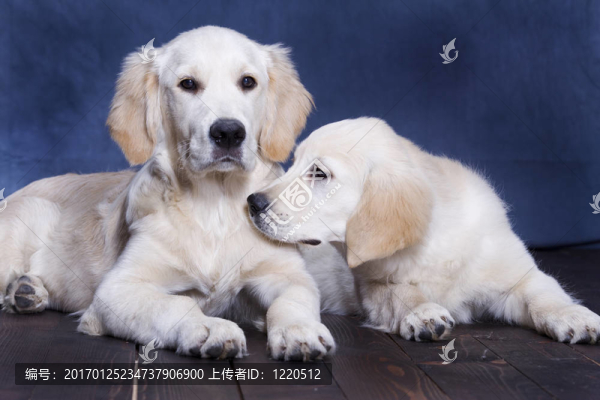 金毛獵犬