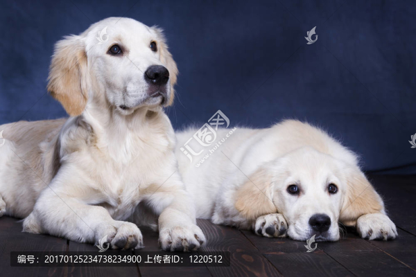 金毛獵犬