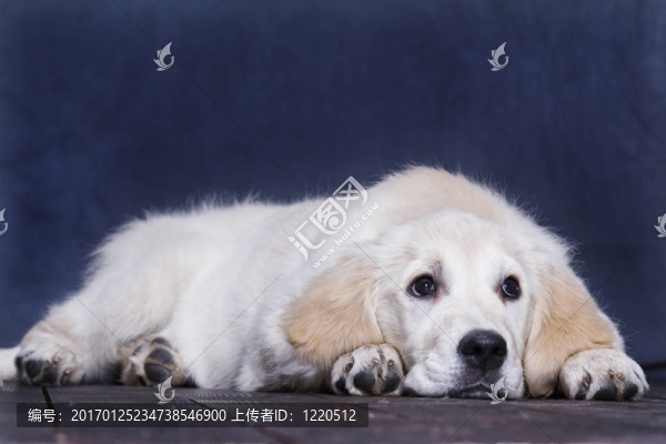 金毛獵犬-匯圖網(wǎng) www.fosd68.com 金毛獵犬