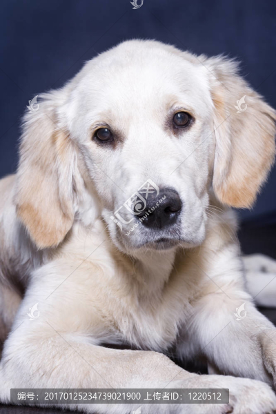 金毛獵犬