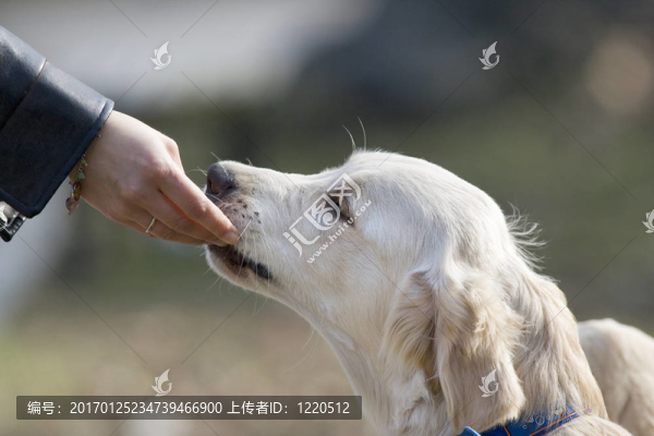 感人的狗