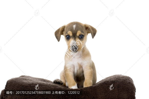 可愛(ài)的小狗