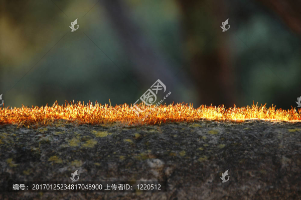 麝香-匯圖網(wǎng) www.fosd68.com 麝香