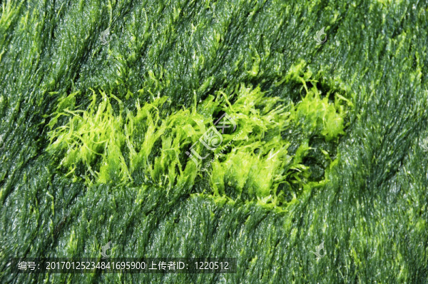 綠色的背景-匯圖網(wǎng) www.fosd68.com 綠色的背景