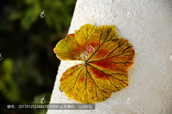 葉
