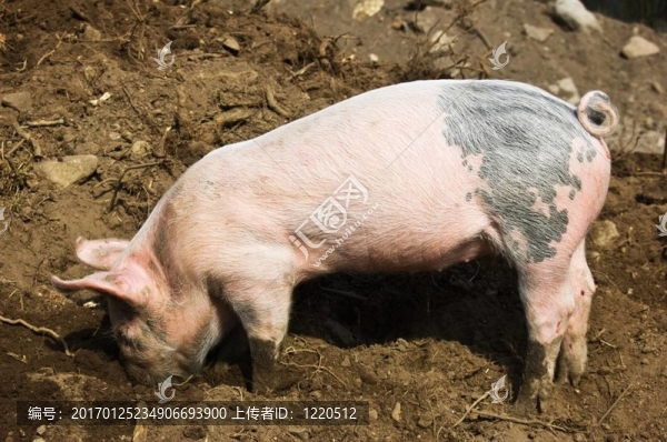 小豬