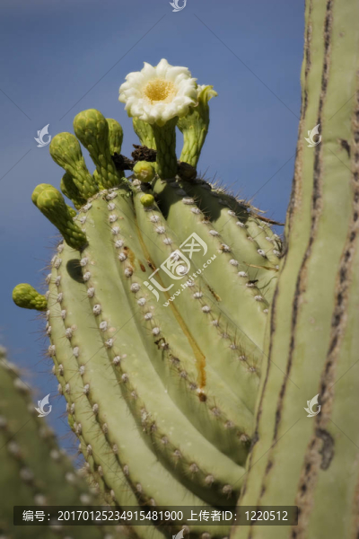 開(kāi)花的仙人掌的細(xì)節(jié)；亞利桑那州的沙漠