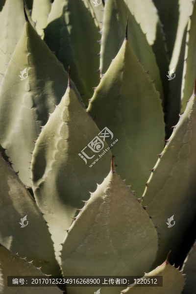 龍舌蘭仙人掌在Desert