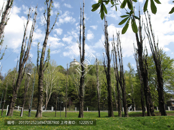 Monte棣卷尾猴-匯圖網(wǎng) www.fosd68.com Monte棣卷尾猴