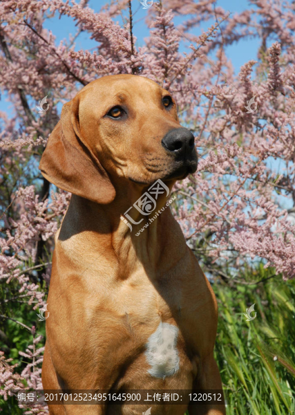 小狗羅得西亞脊背犬