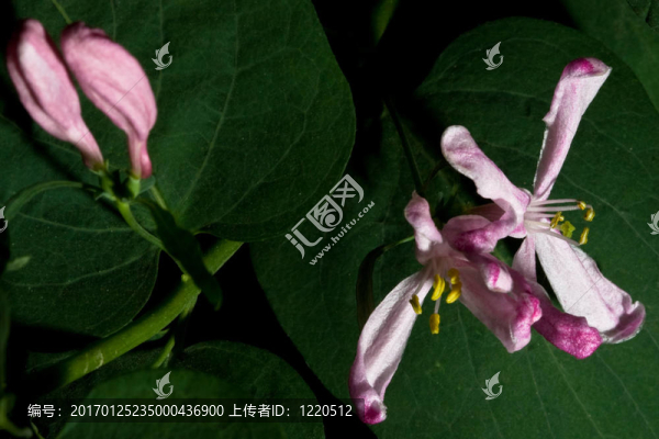 對Flowers