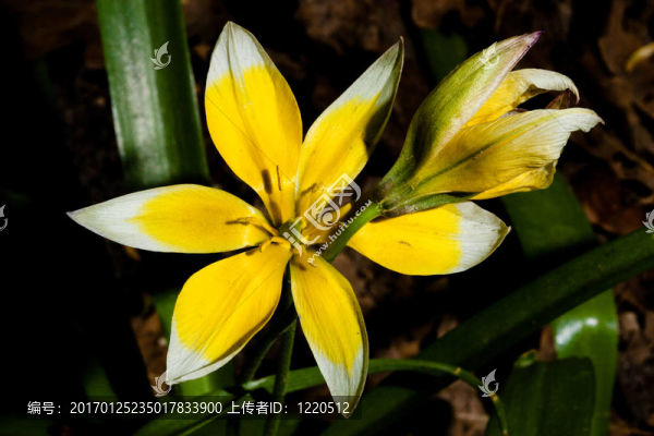 3春之花