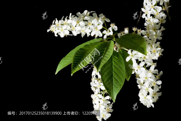鳥櫻桃11
