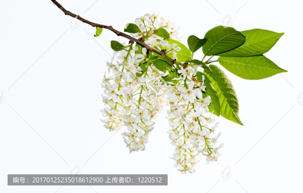 鳥櫻桃9