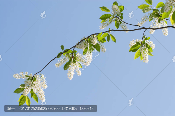 鳥(niǎo)櫻桃7