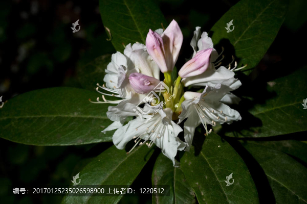 杜鵑花1