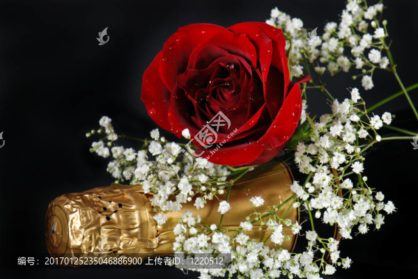 優(yōu)雅的慶典