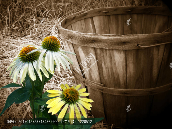 鄉(xiāng)村生活