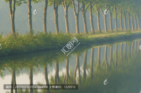 夏天的一排樹(shù)，在一個(gè)平靜的早晨，有霧，水中有倒影