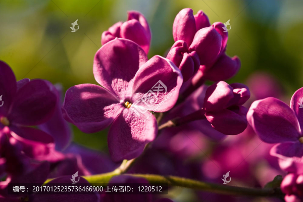 丁香花