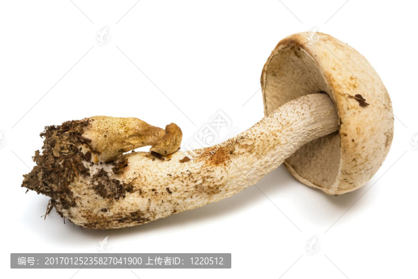 新鮮和美麗的蘑菇