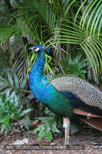 孔雀-匯圖網(wǎng) www.fosd68.com 孔雀