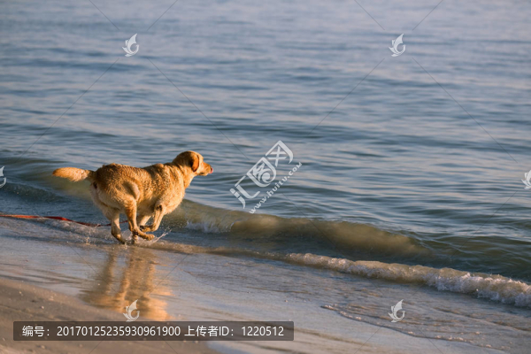 玩的金毛獵犬
