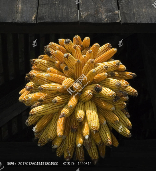 玉米-匯圖網(wǎng) www.fosd68.com 玉米