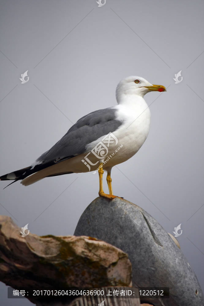 鳥在上面