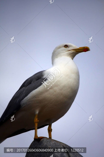 黃腿海鷗