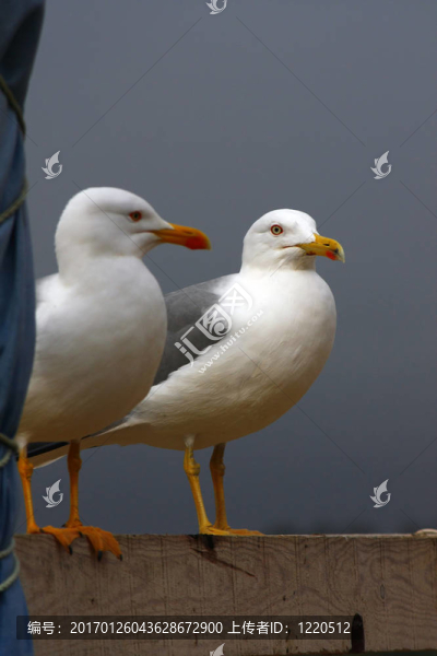 海鷗