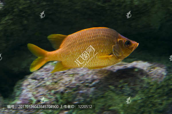 魚