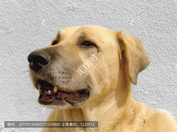 狗的頭
