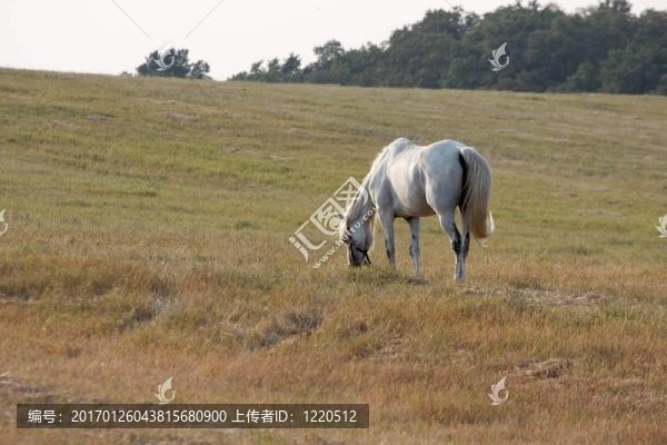 馬