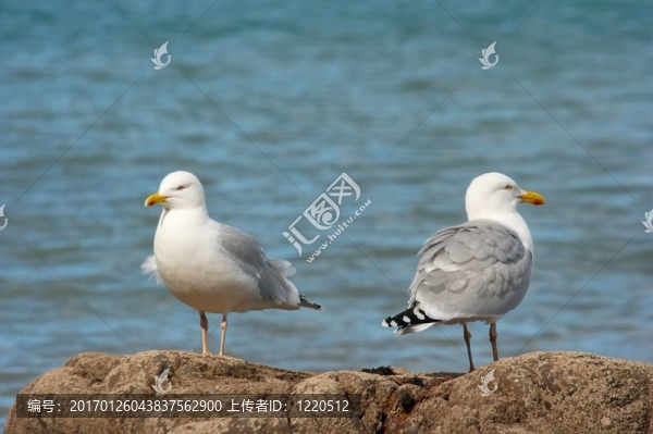 海鷗