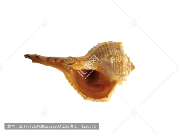 海螺貝殼
