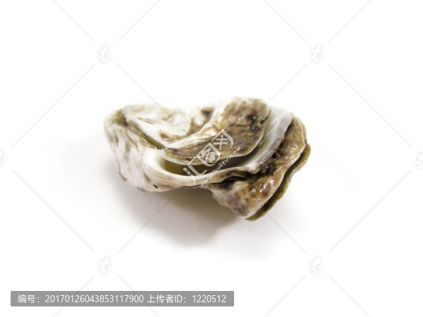 牡蠣白