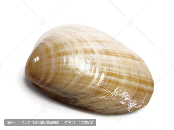 蘆竹海貝殼