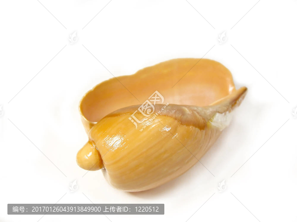 奧拉蝸殼