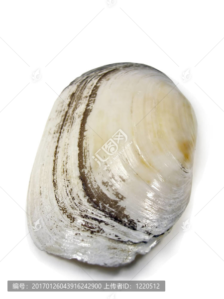 蘆竹海貝殼