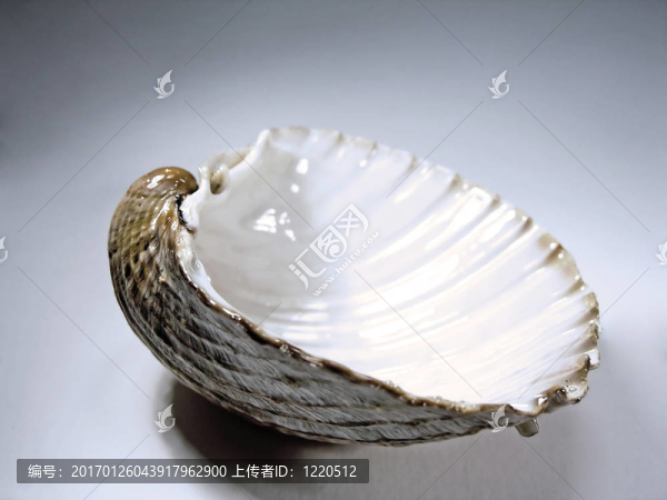 海扇貝殼