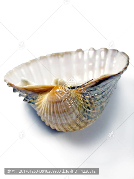 海扇貝殼