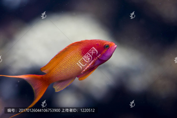 紅色的魚
