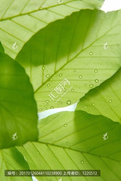 葉