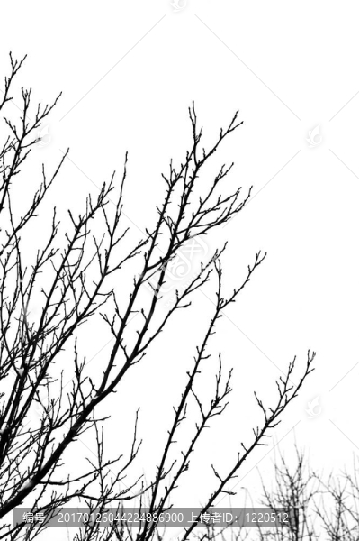 光禿禿的樹枝2